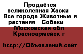 Продаётся великолепная Хаски - Все города Животные и растения » Собаки   . Московская обл.,Красноармейск г.